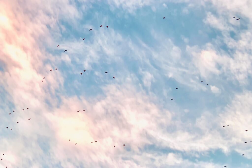 Novità sulle rotte migratorie del tordo bottaccio.